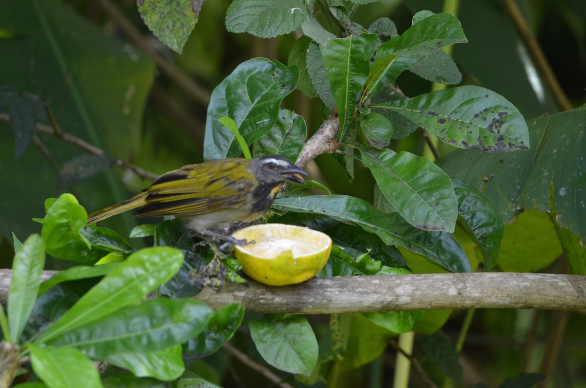Buff-throated Saltator - ML644328180