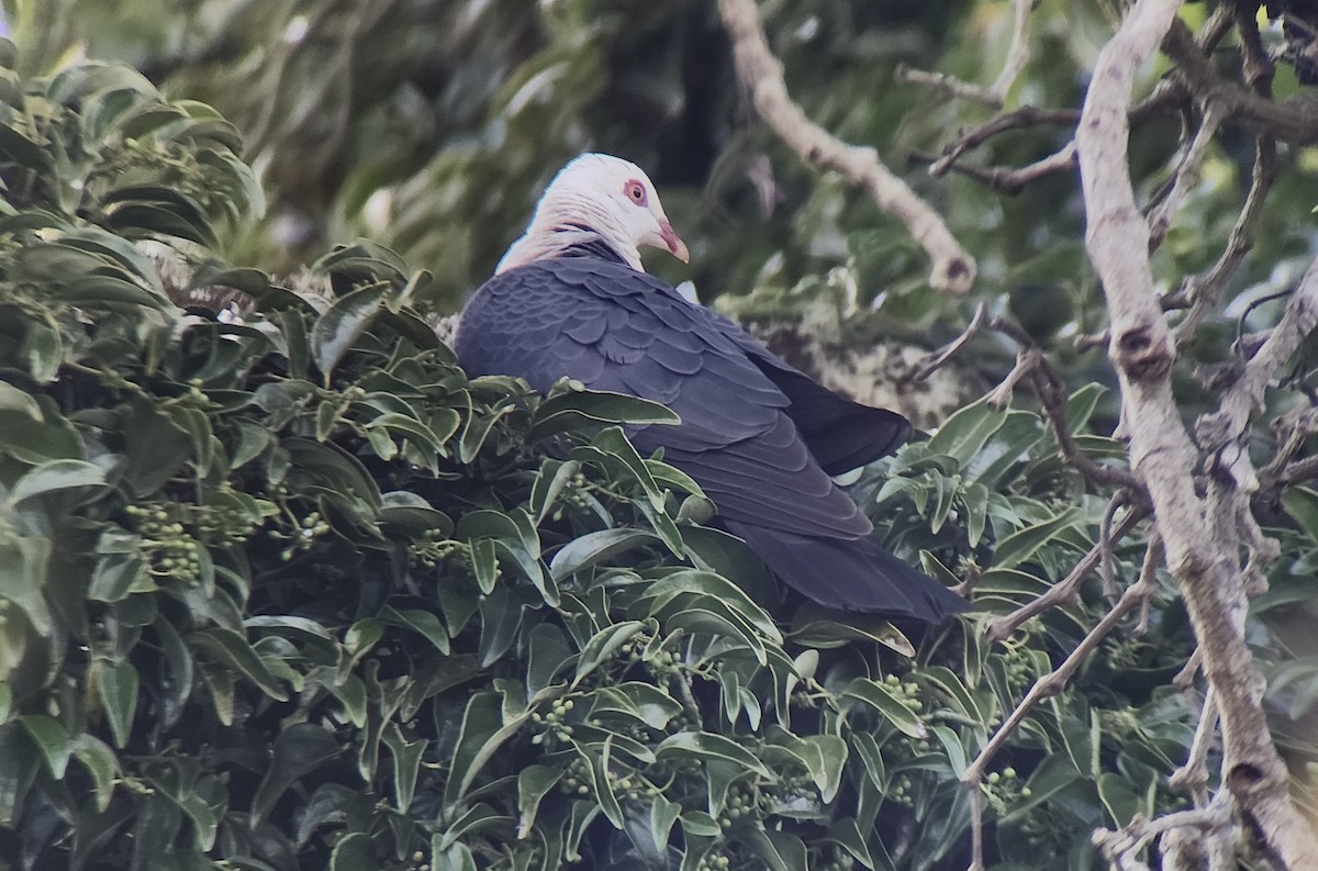 holub běloprsý - ML644328189