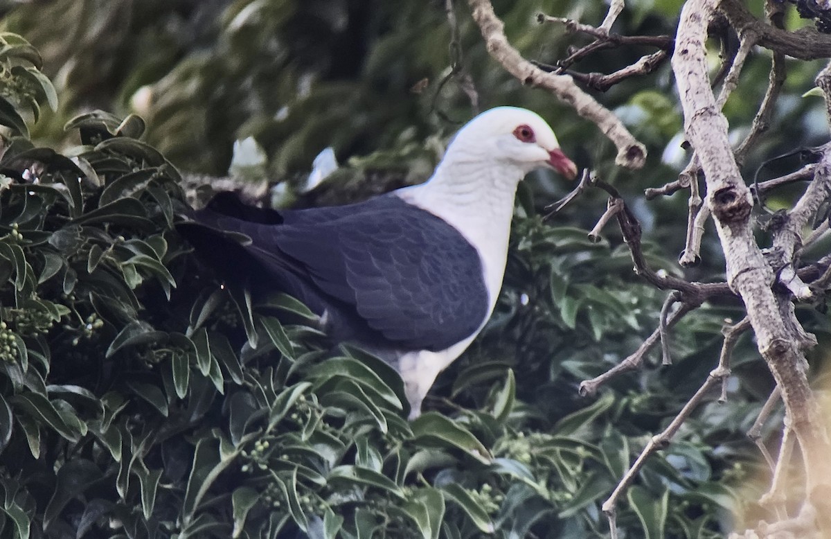 holub běloprsý - ML644328193