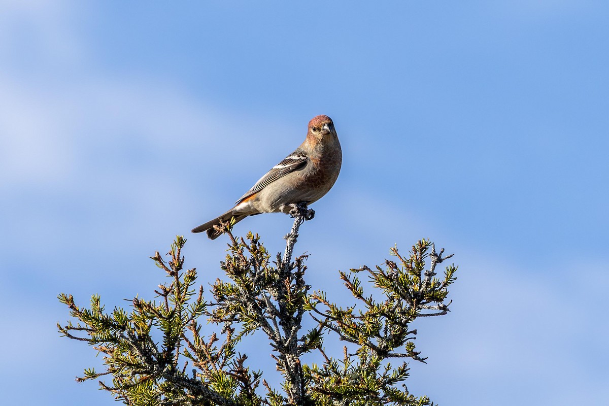 ギンザンマシコ - ML644328198