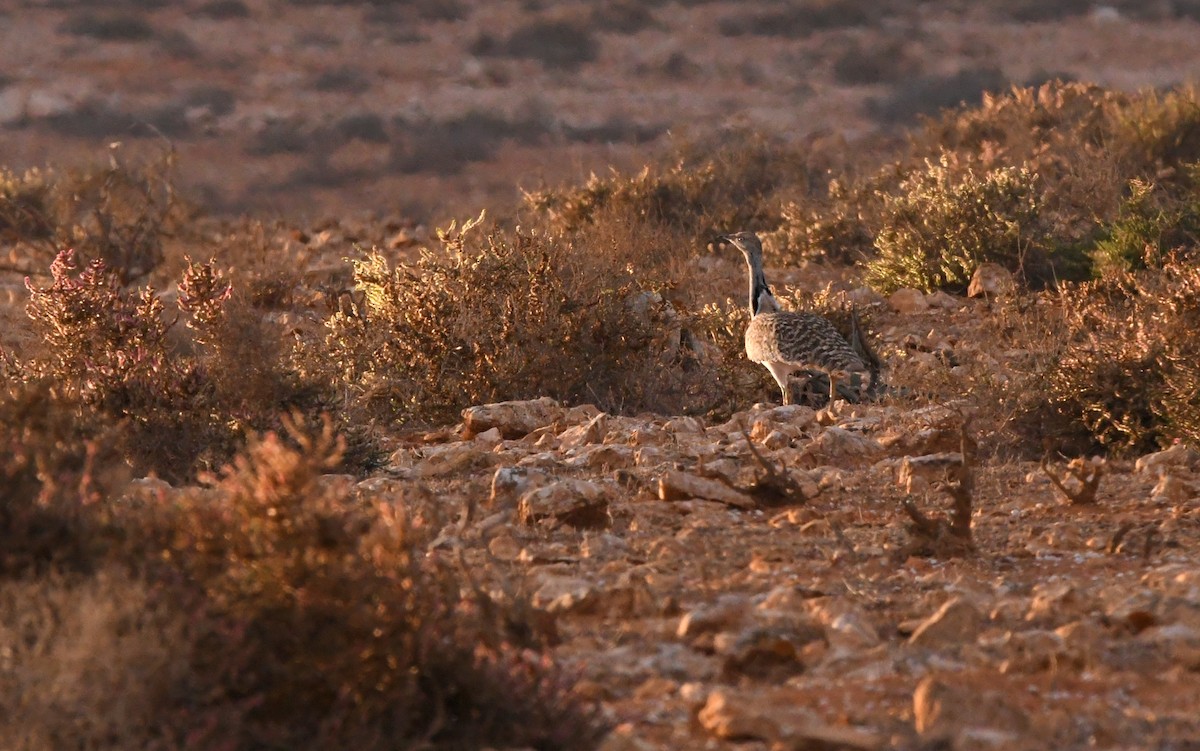 Saharakragentrappe (fuertaventurae) - ML644328205
