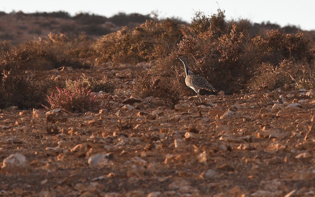 Saharakragentrappe (fuertaventurae) - ML644328207