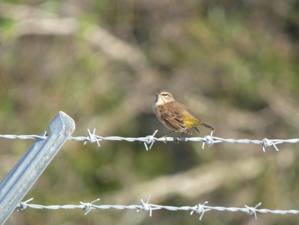 Palm Warbler - ML644328209