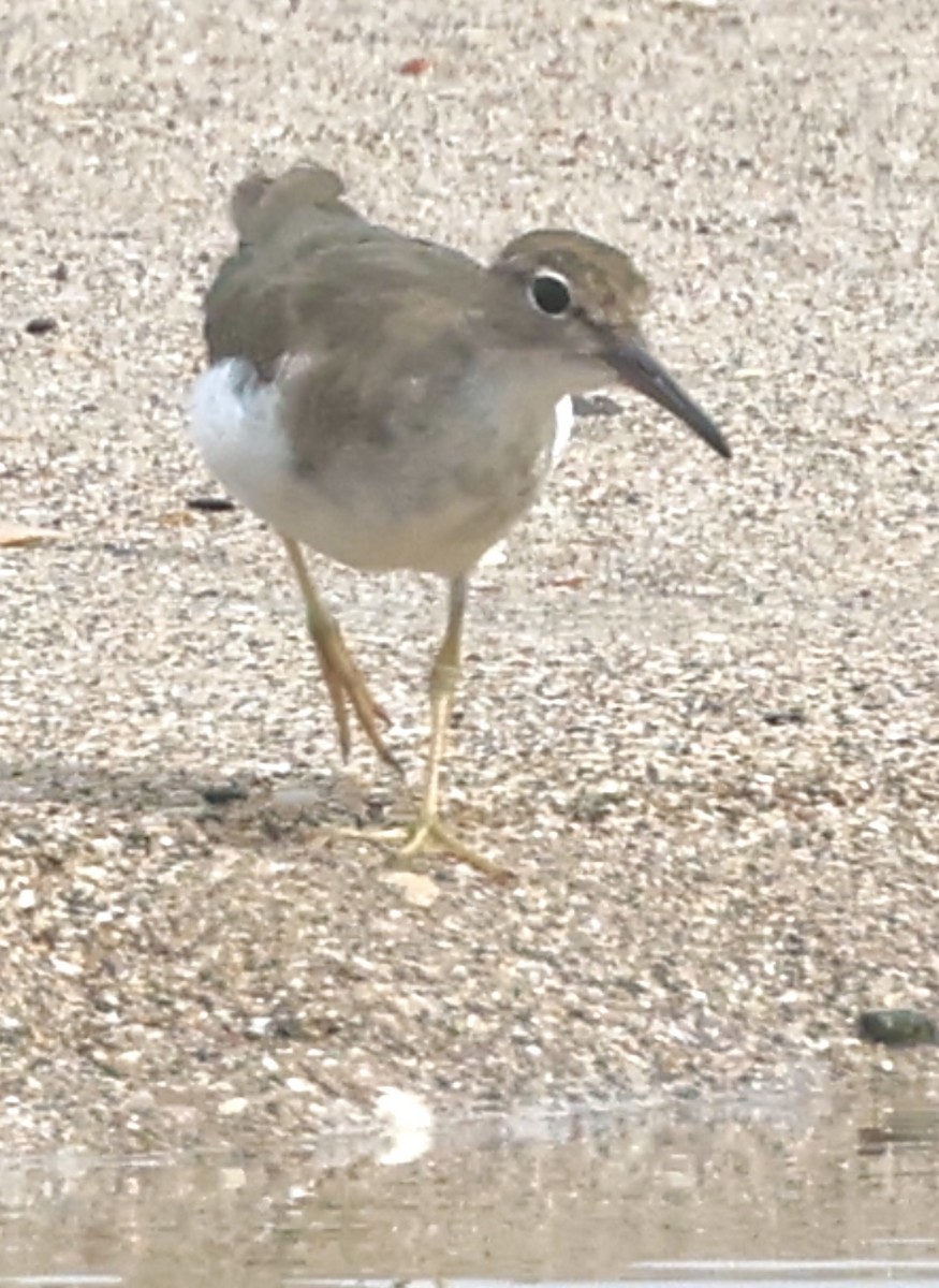 アメリカイソシギ - ML644328217