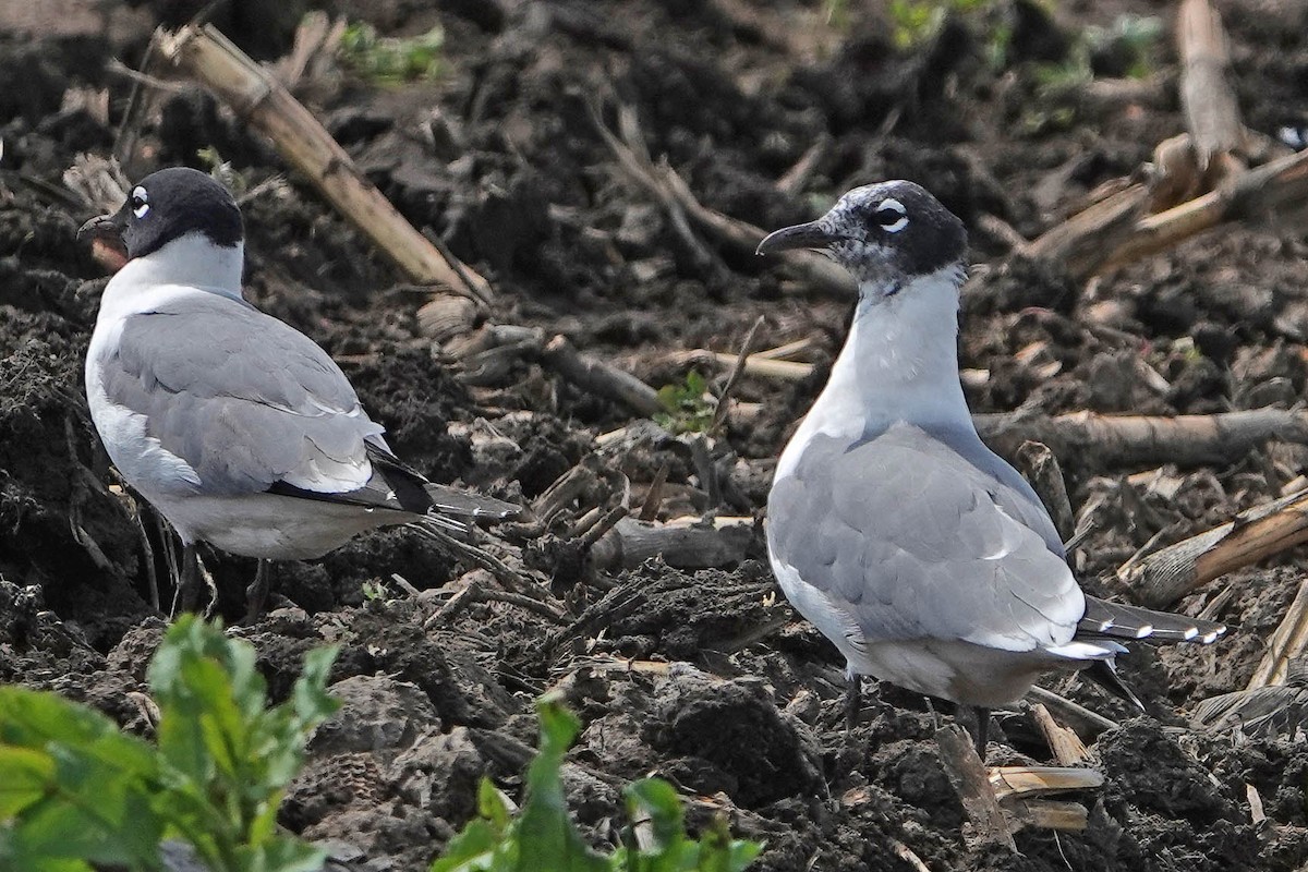 Franklin's Gull - ML644328222