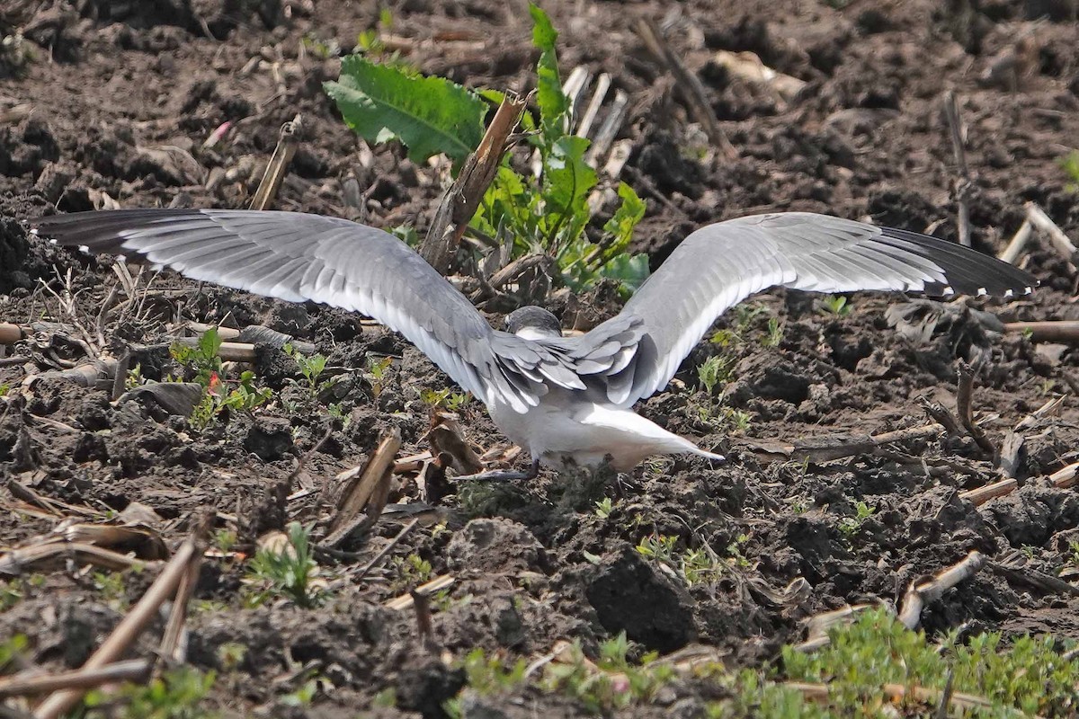 Franklin's Gull - ML644328223