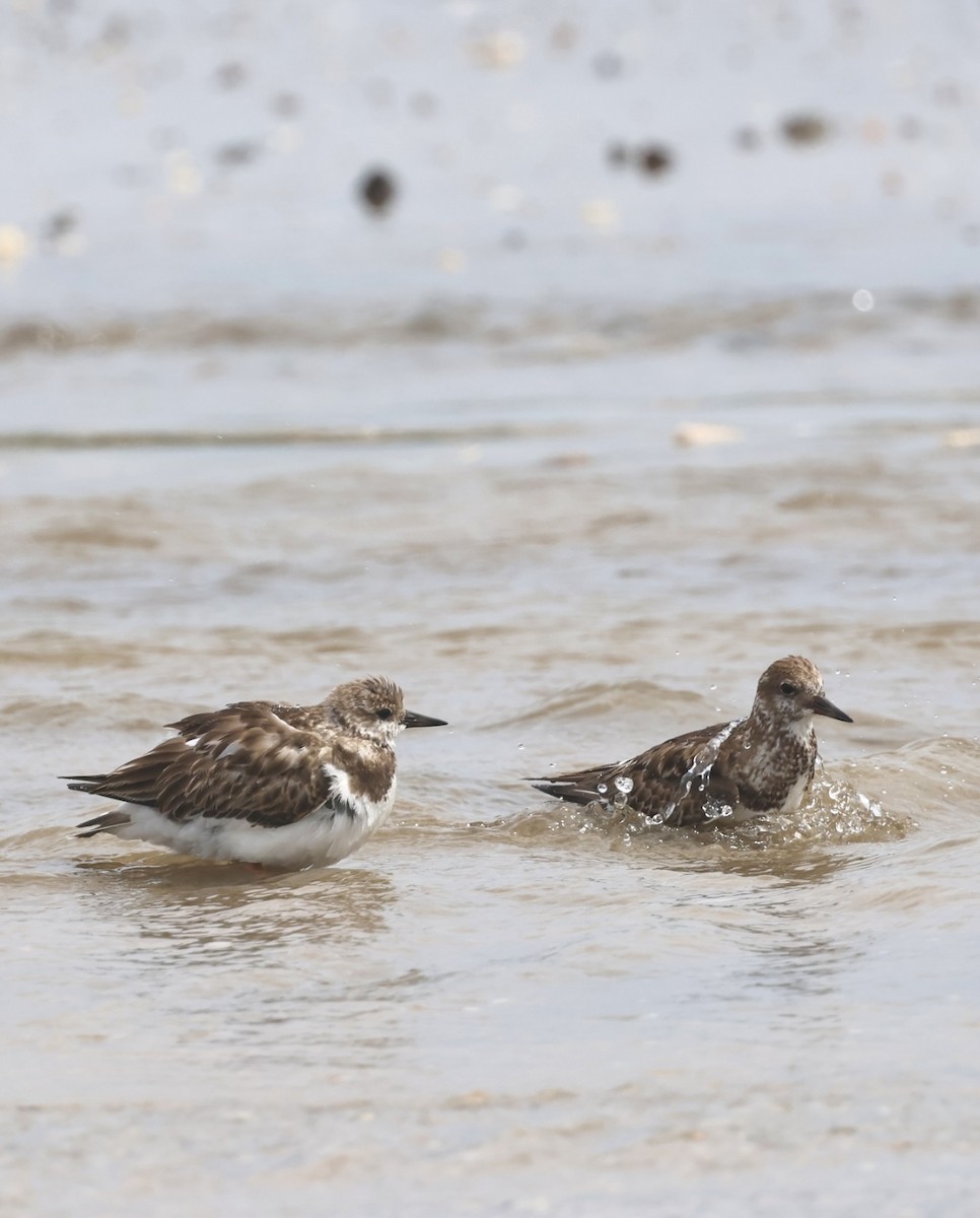 Ruddy Turnstone - ML644328228