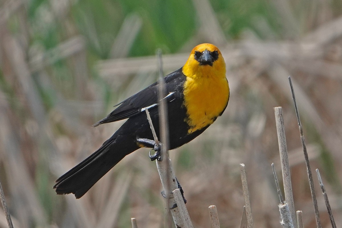 Yellow-headed Blackbird - ML644328234