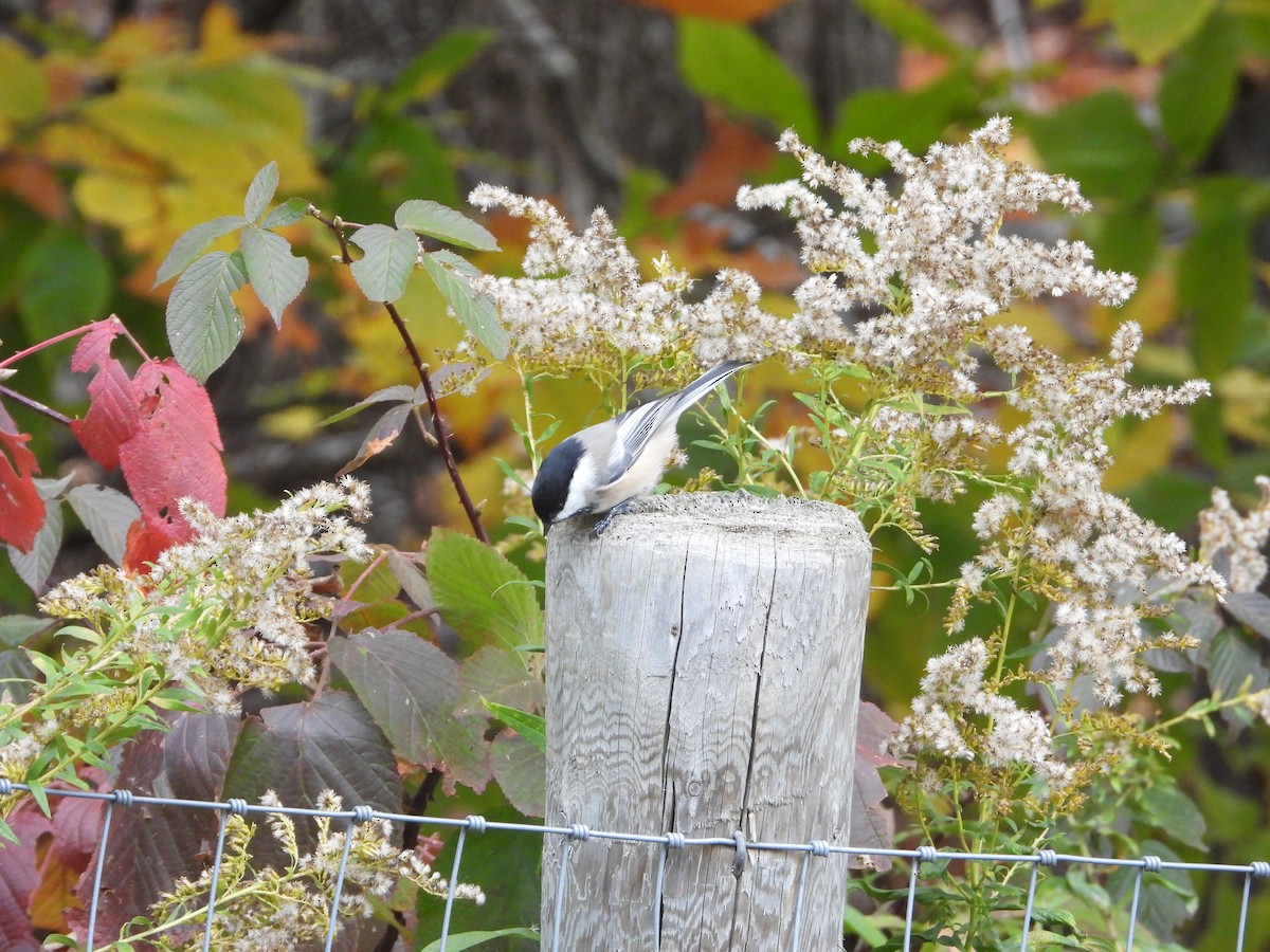 Black-capped Chickadee - ML644328236