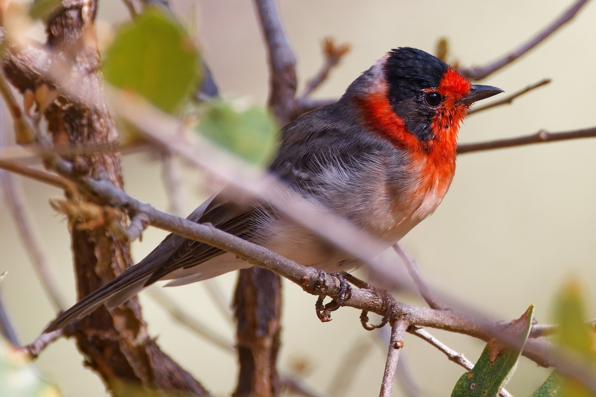 Red-faced Warbler - ML644328241