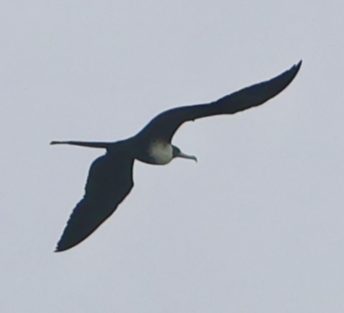 Magnificent Frigatebird - ML644328242