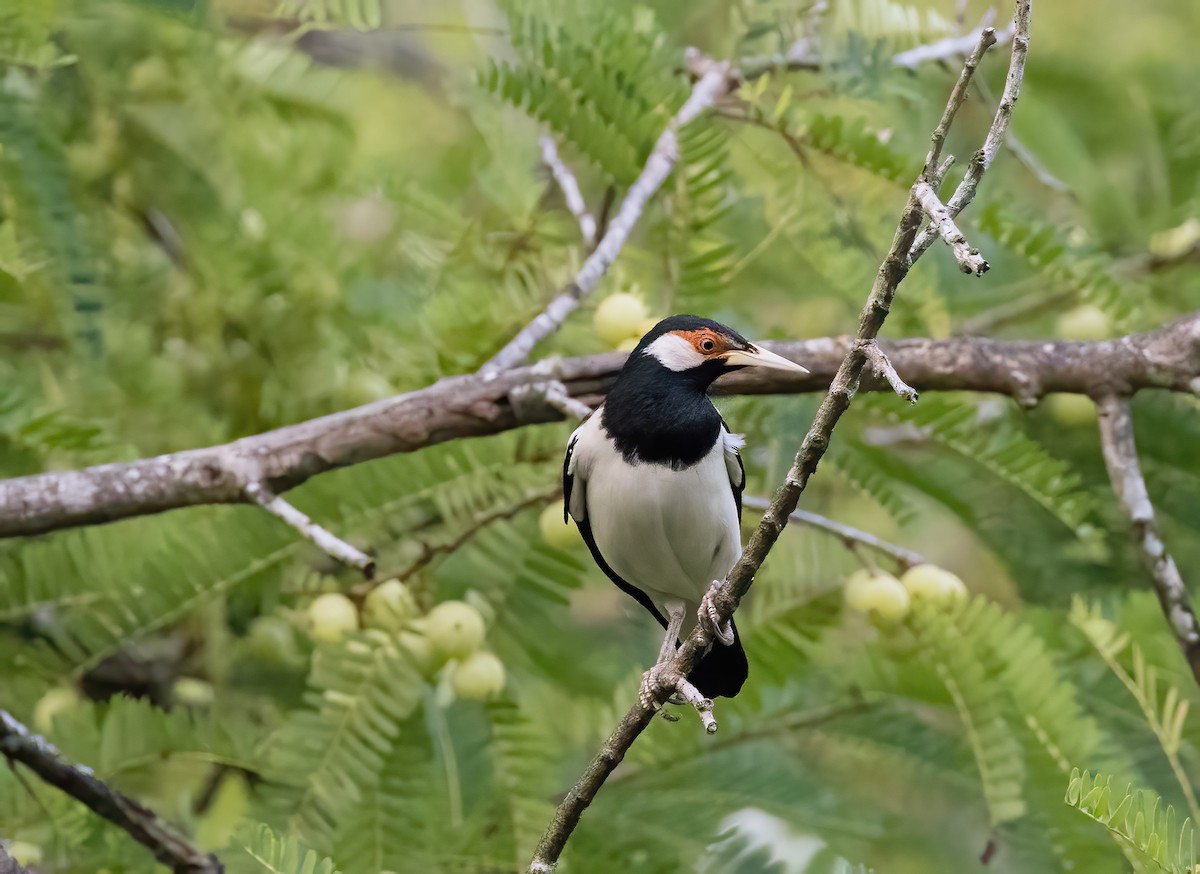 Javan Pied Starling - ML644328243