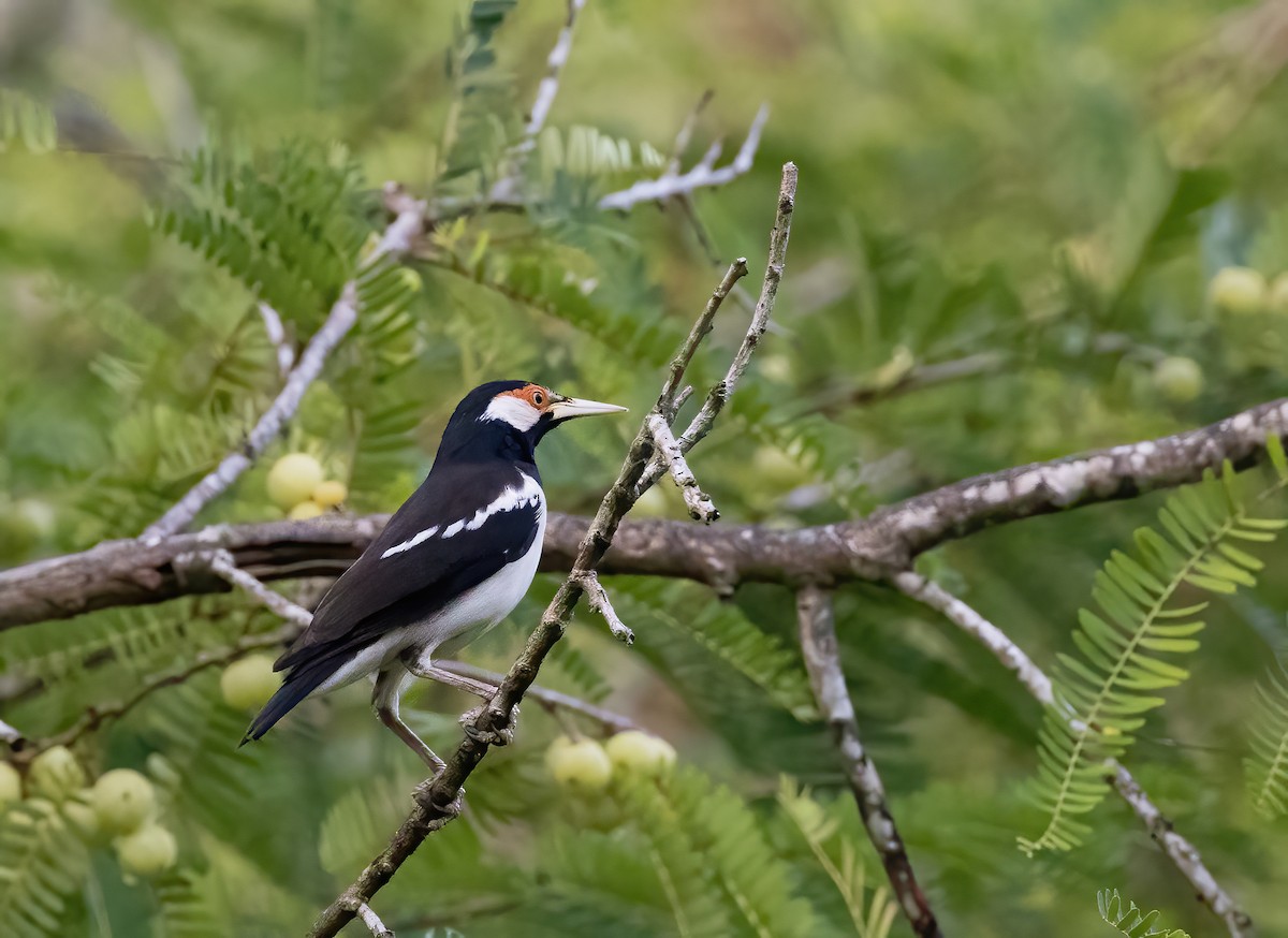 Javan Pied Starling - ML644328244