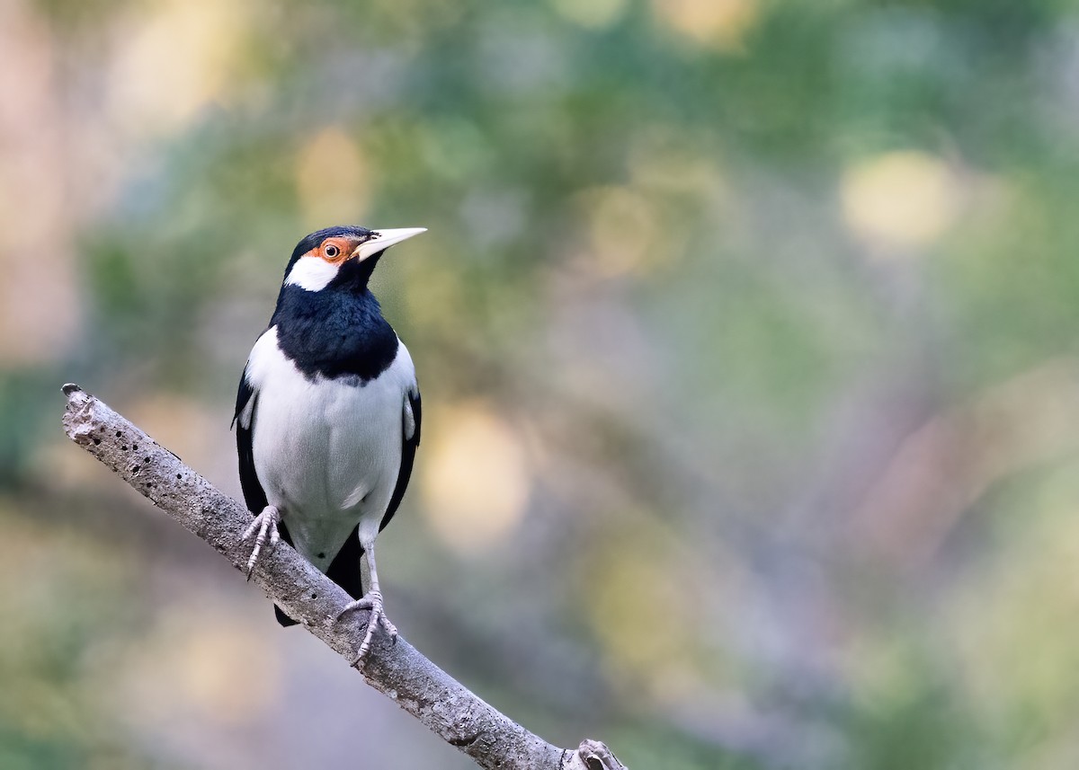 Javan Pied Starling - ML644328245