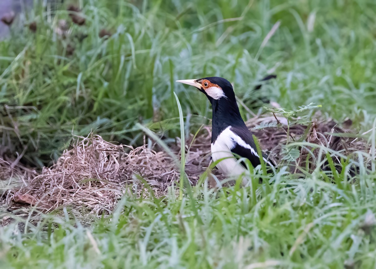 Javan Pied Starling - ML644328246