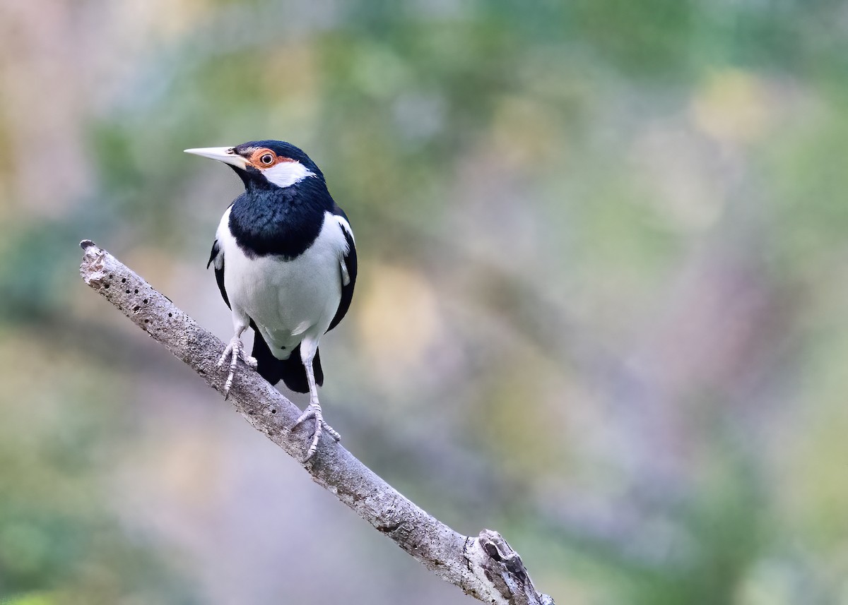 Javan Pied Starling - ML644328247