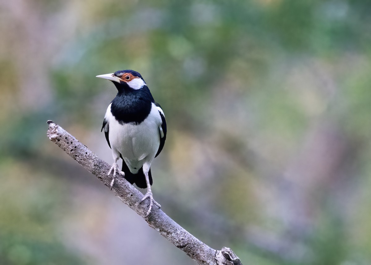 Javan Pied Starling - ML644328248