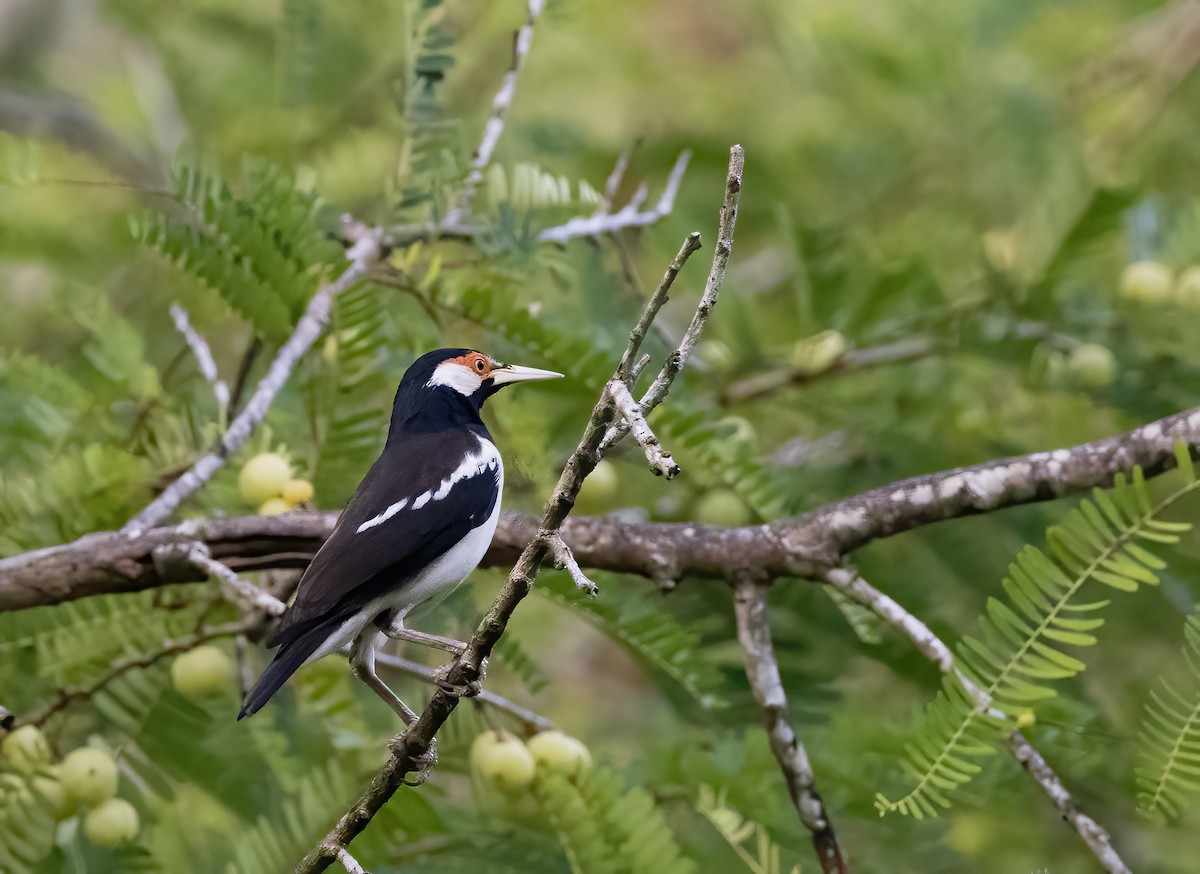 Javan Pied Starling - ML644328249