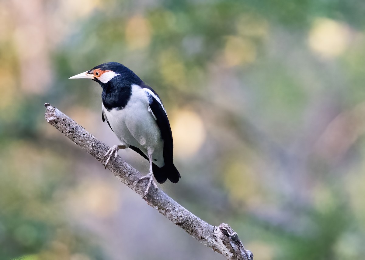 Javan Pied Starling - ML644328250