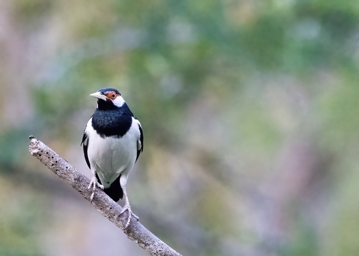 Javan Pied Starling - ML644328252