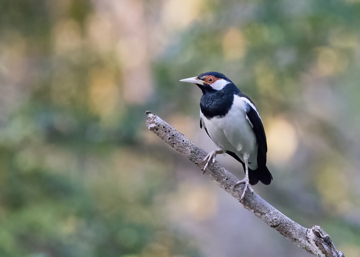 Javan Pied Starling - ML644328253