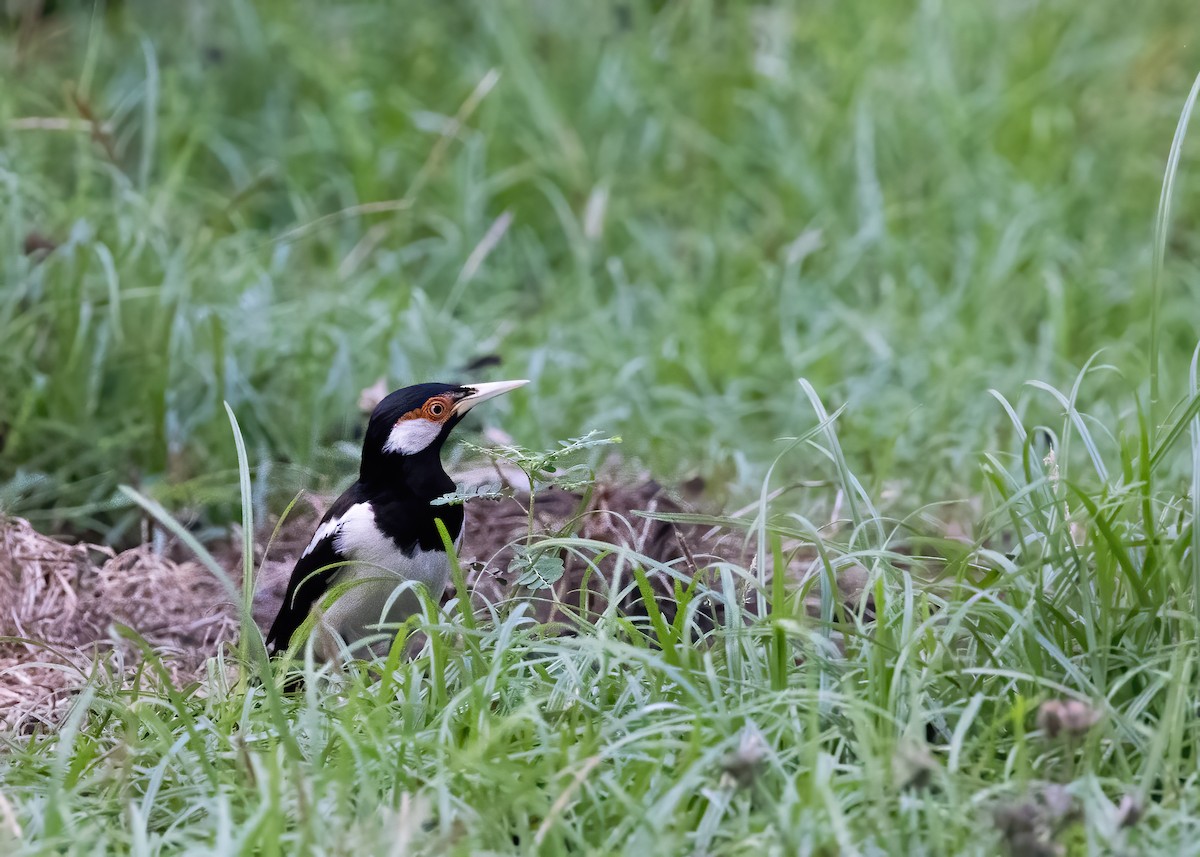 Javan Pied Starling - ML644328255