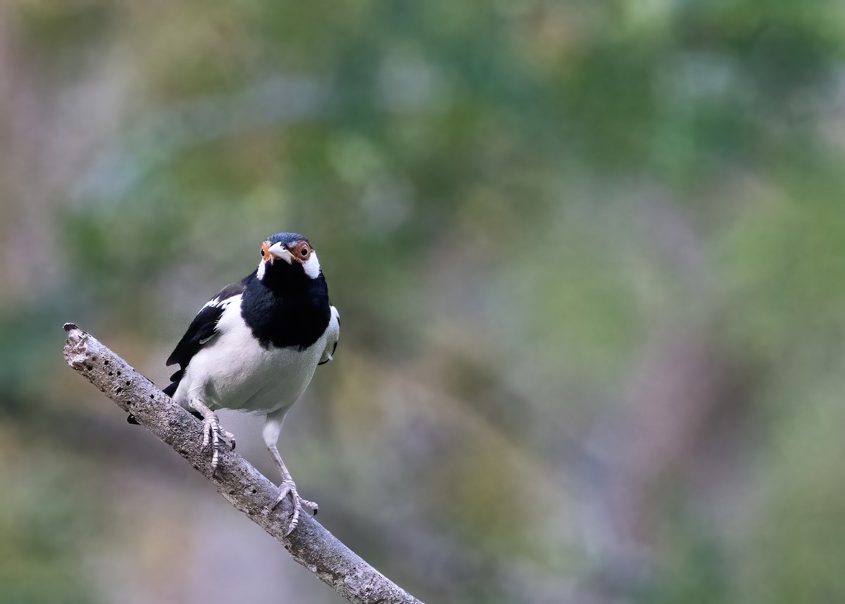 Javan Pied Starling - ML644328256
