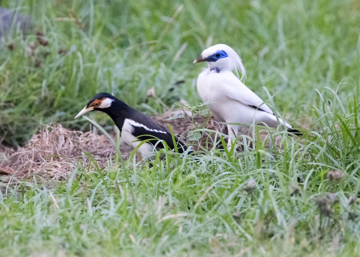 Javan Pied Starling - ML644328258