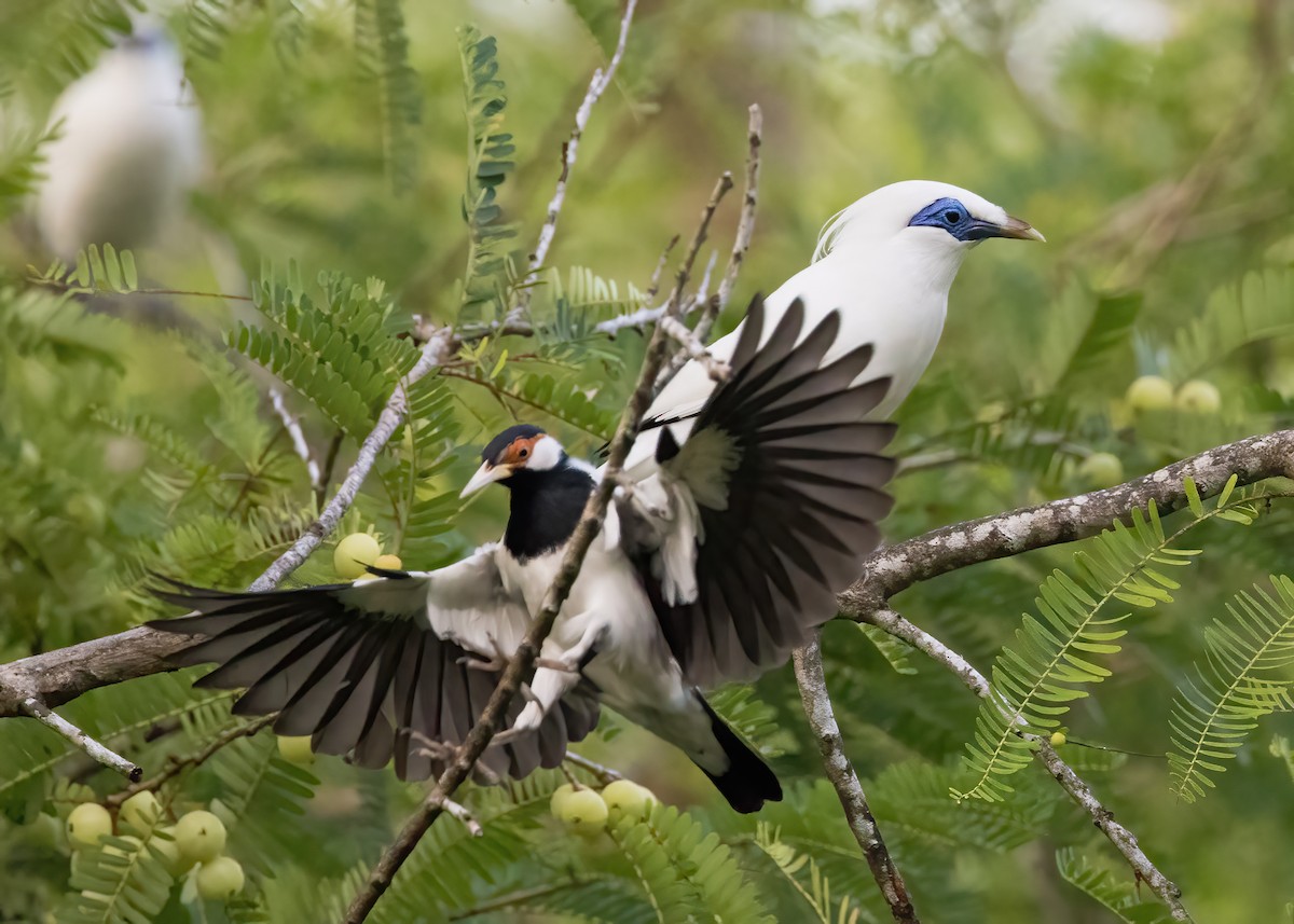 Javan Pied Starling - ML644328259