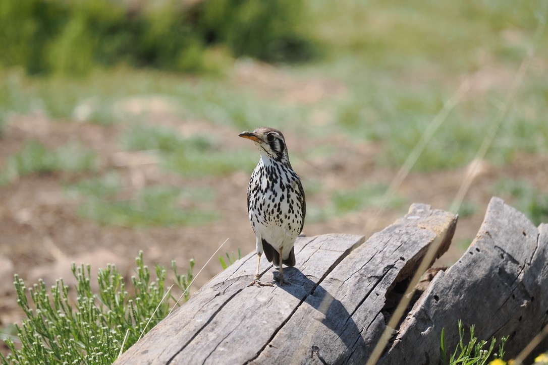Groundscraper Thrush - ML644328260