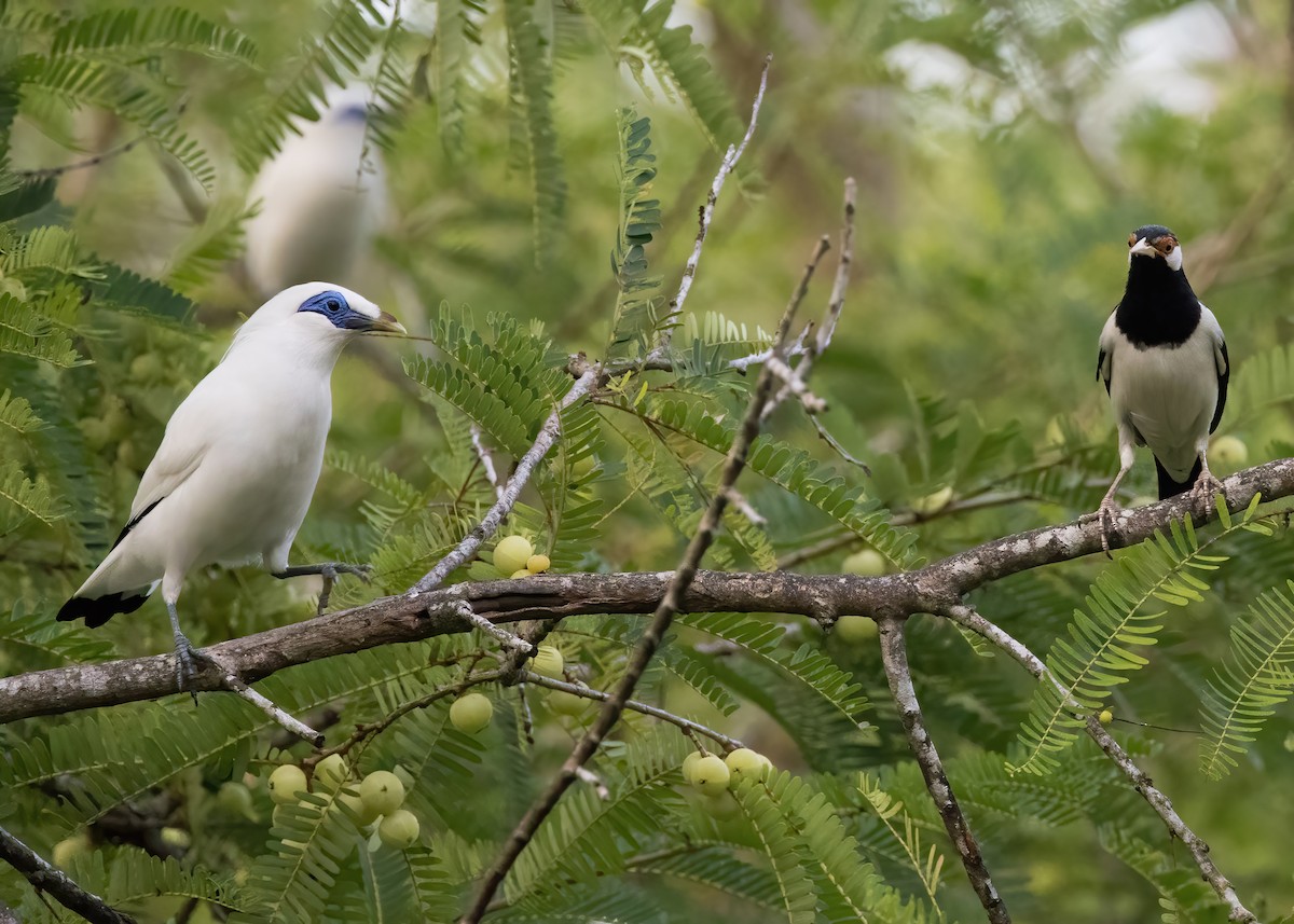 Javan Pied Starling - ML644328261