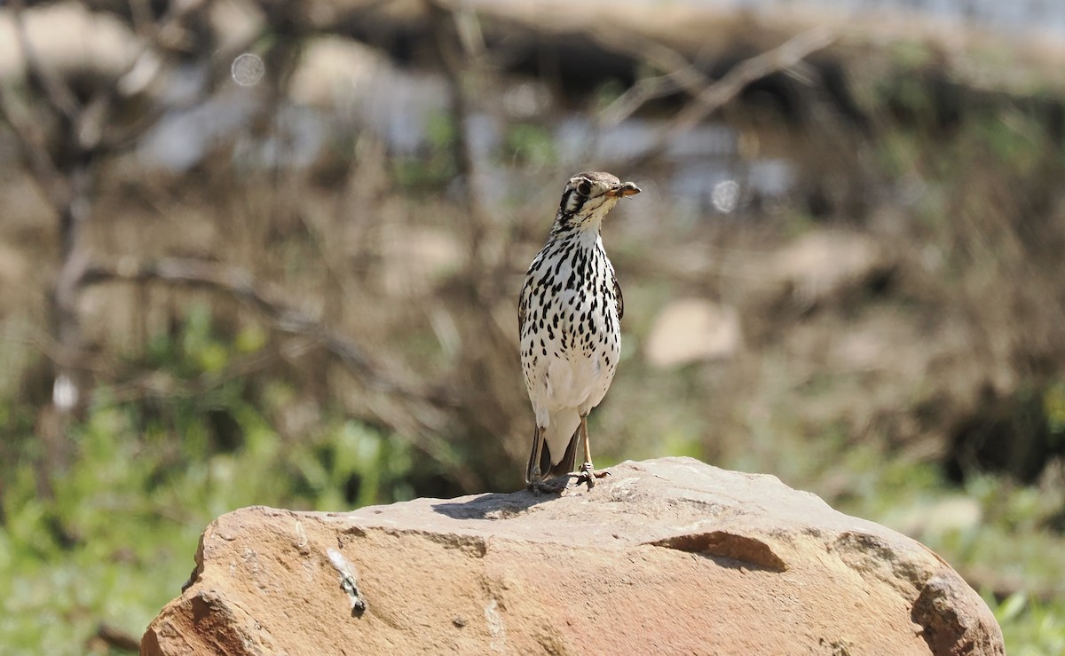 Groundscraper Thrush - ML644328264