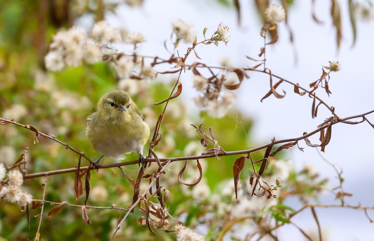 Tennessee Warbler - ML644328265