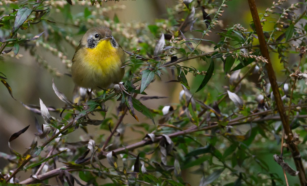 Common Yellowthroat - ML644328268
