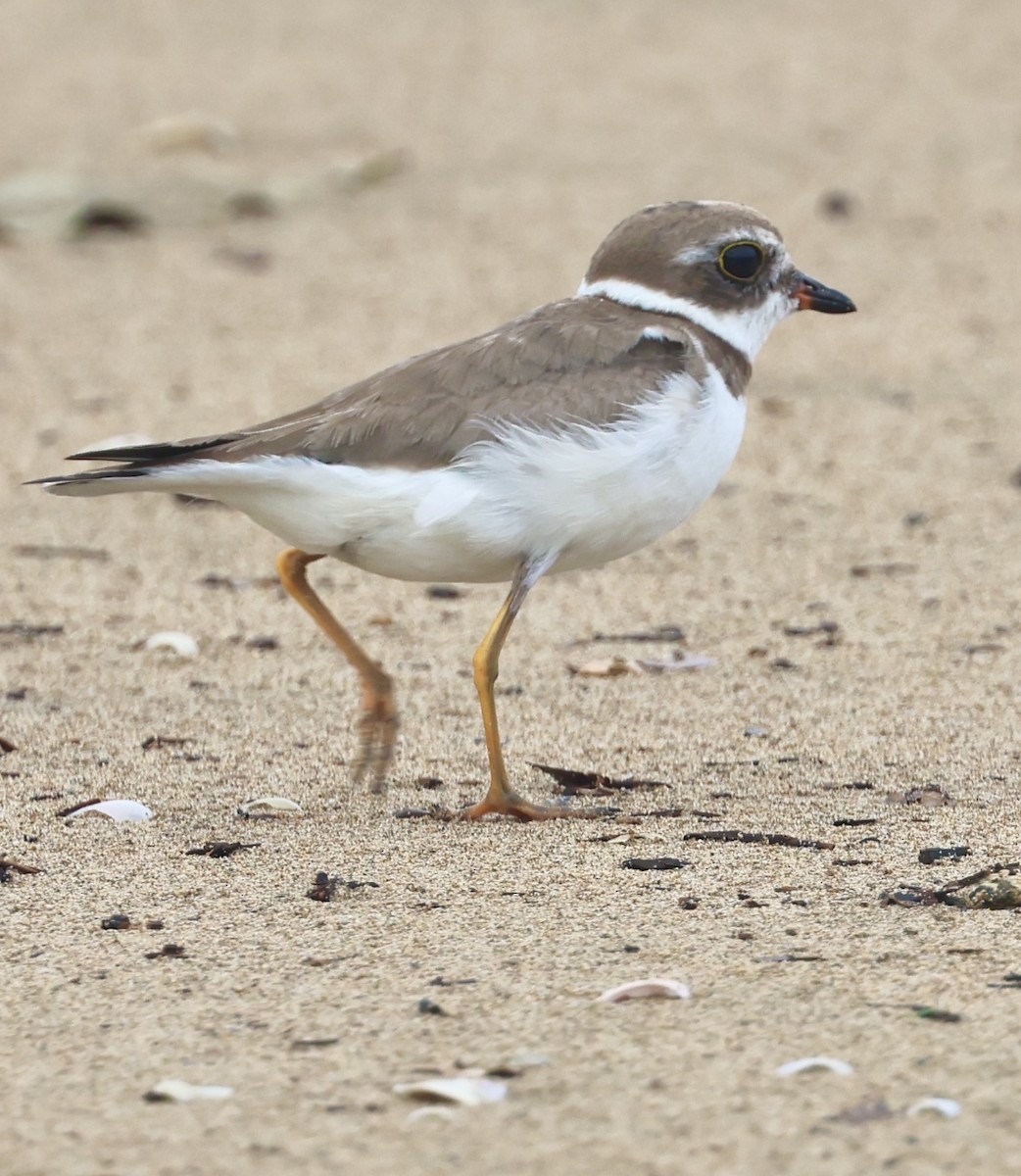 Semipalmated Plover - ML644328269