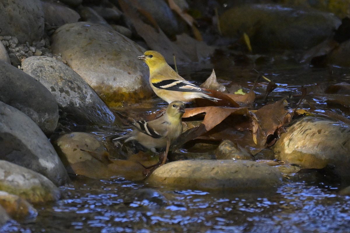 gulstillits - ML644328275