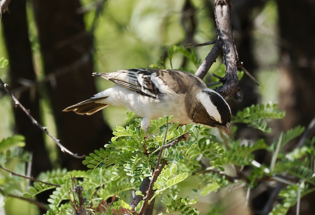 Weißbrauenweber - ML644328276