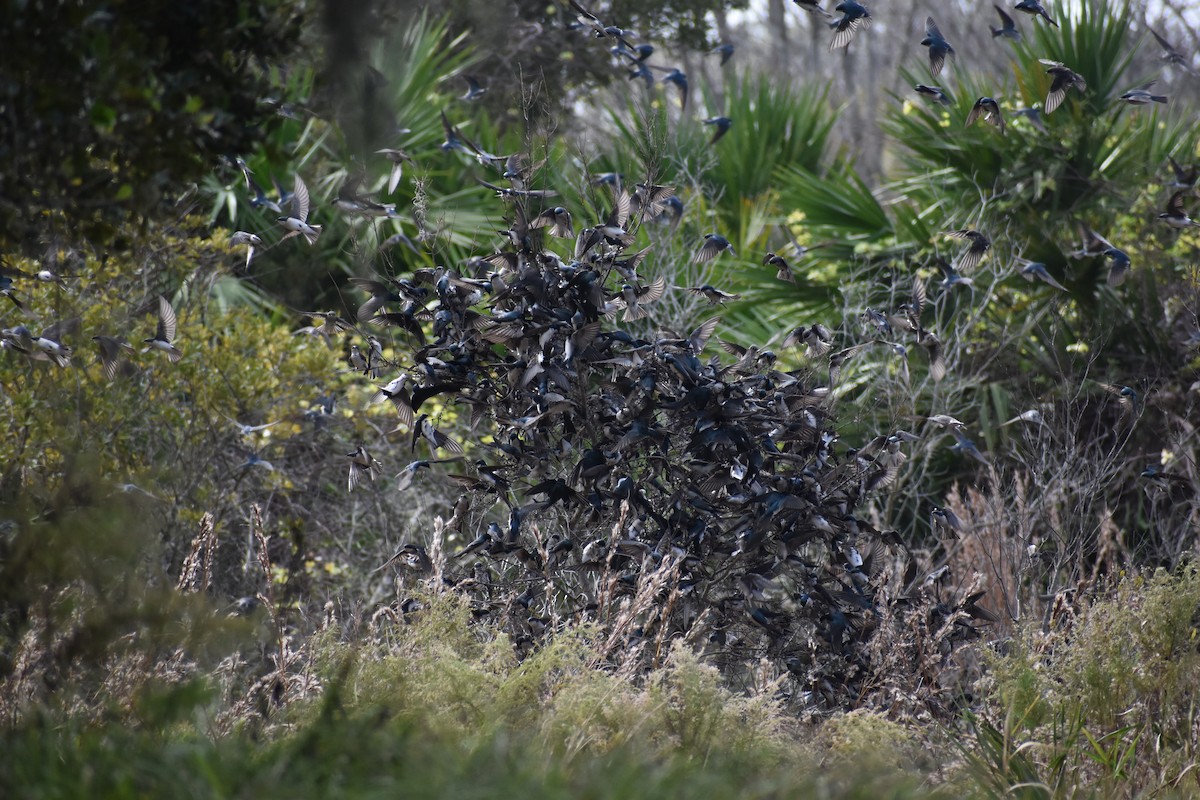 Tree Swallow - Maddie Tiemann