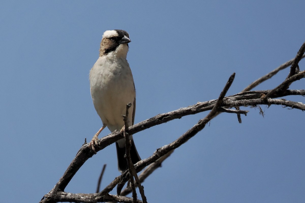 Weißbrauenweber - ML644328285