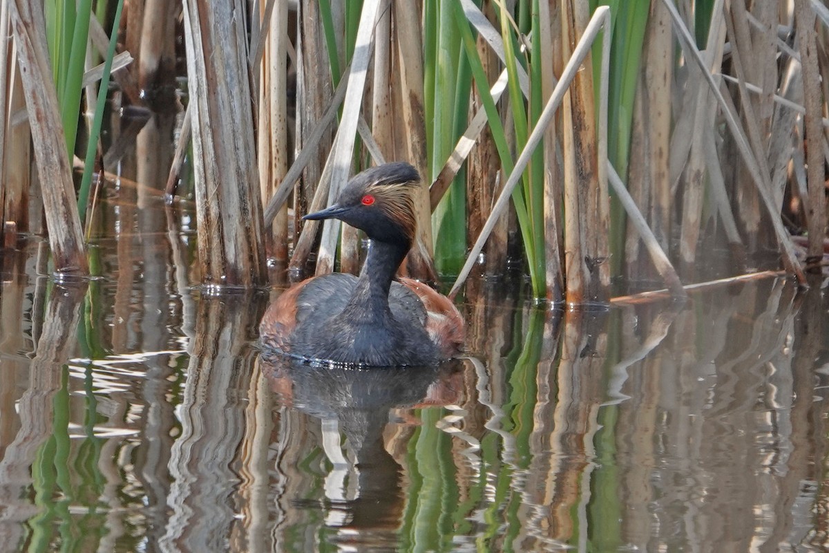 Eared Grebe - ML644328286