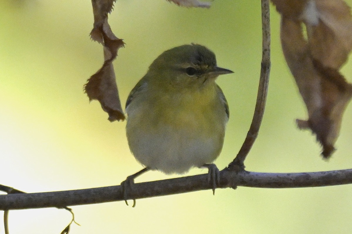 Tennessee Warbler - ML644328287