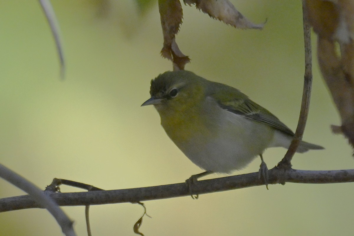 Tennessee Warbler - ML644328288