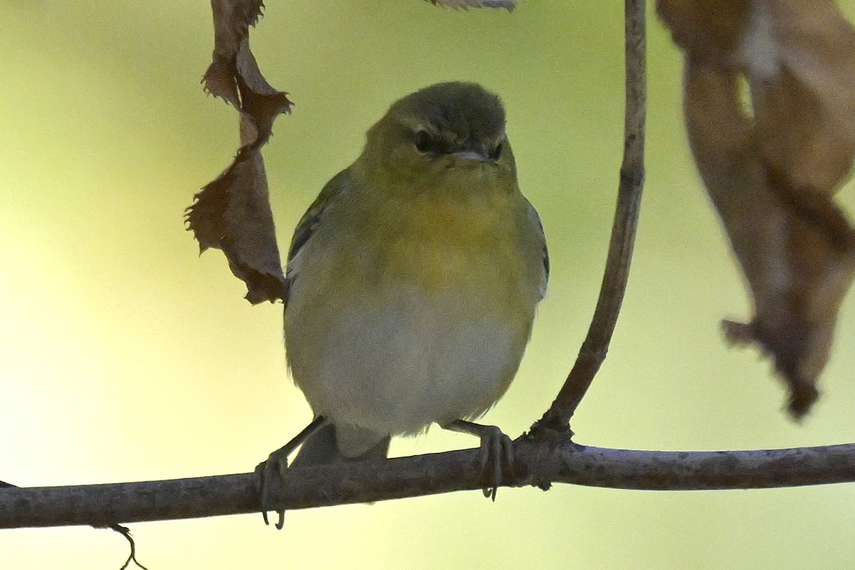 Tennessee Warbler - ML644328289