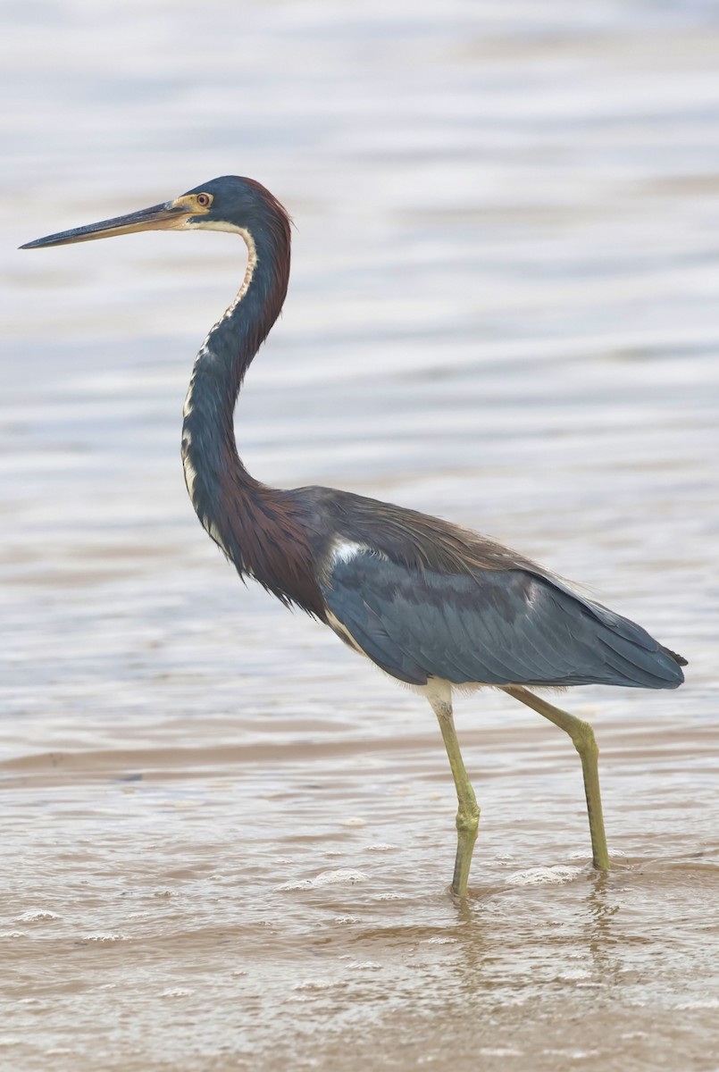 Tricolored Heron - ML644328295