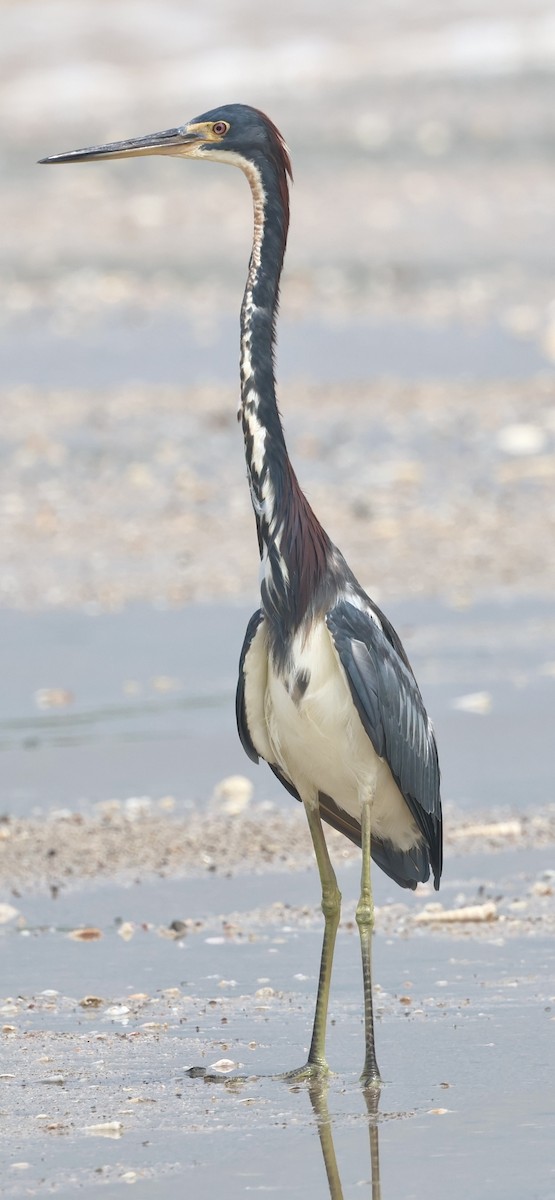 Tricolored Heron - ML644328296
