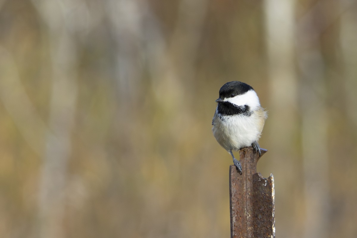 Black-capped Chickadee - ML644328297