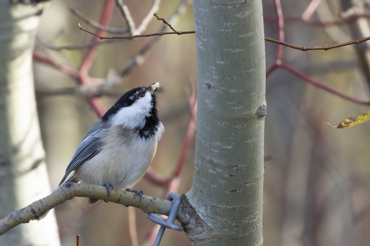 Black-capped Chickadee - ML644328299