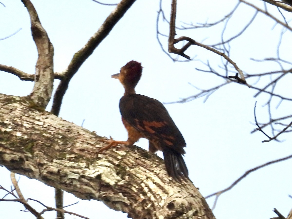 Orange-backed Woodpecker - ML644328301