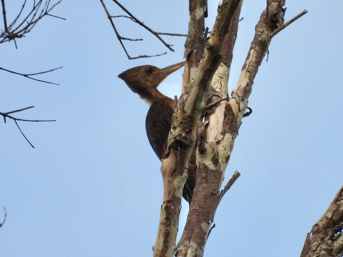 Orange-backed Woodpecker - ML644328302