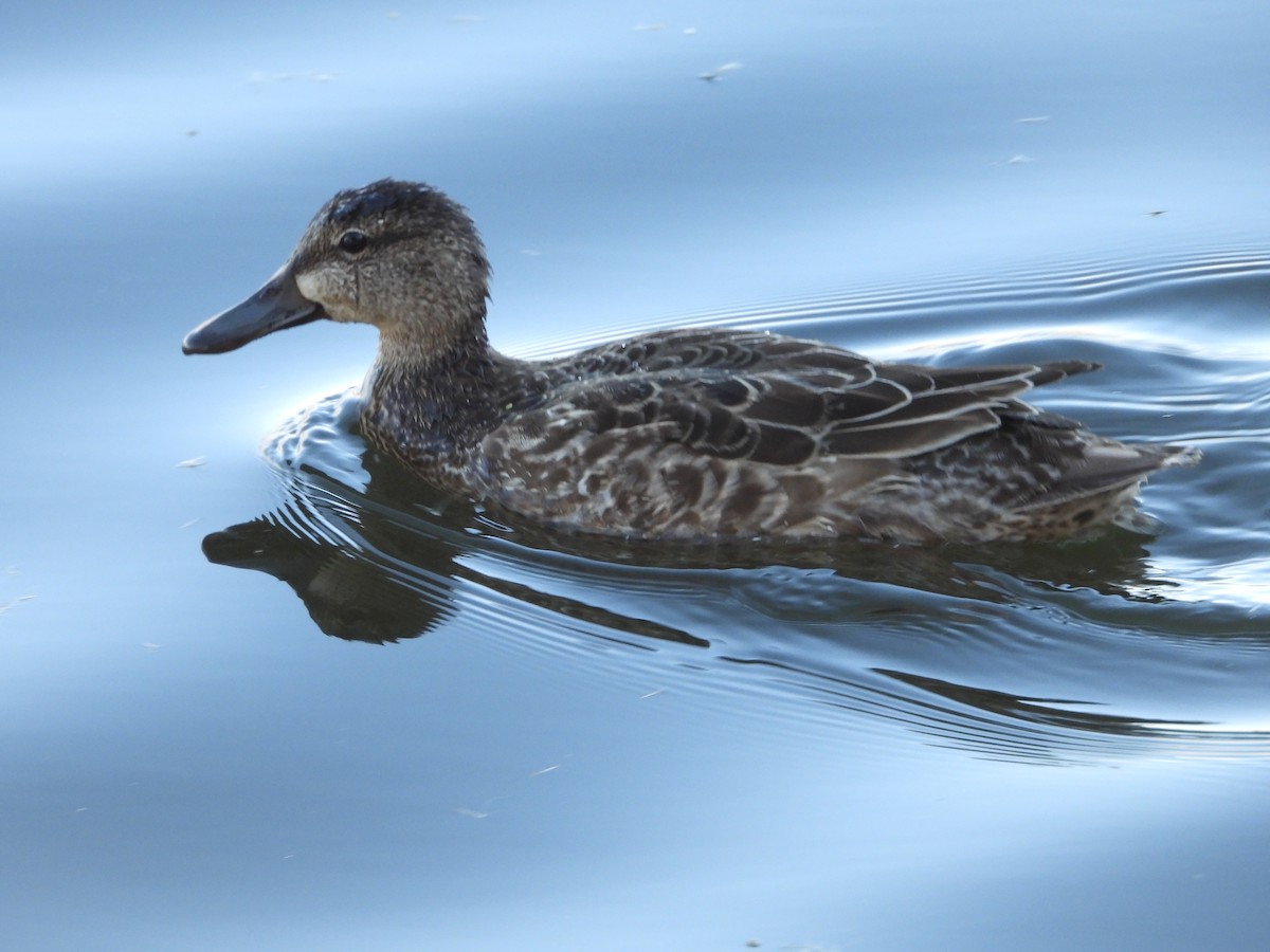 Marzaiola americana - ML644328304